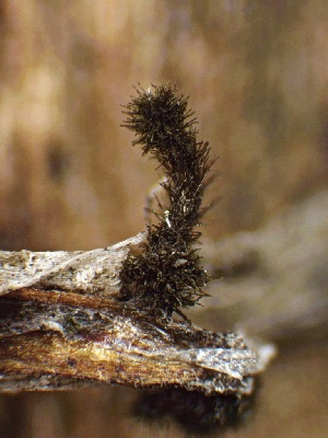  ( - FDS-CA-01623)  @11 [ ] c (2024) Rudy Diaz Fungal Diversity Survey