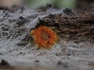  ( - FDS-CA-01625)  @11 [ ] c (2024) Rudy Diaz Fungal Diversity Survey