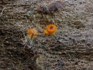  ( - FDS-CA-01625)  @11 [ ] c (2024) Rudy Diaz Fungal Diversity Survey