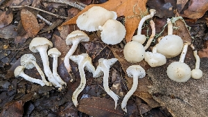  (Cuphophyllus sp. CA04 - FDS-CA-01769)  @11 [ ] c (2024) Michelle C. Torres-Grant Fungal Diversity Survey