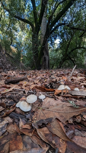  ( - FDS-CA-01769)  @11 [ ] c (2024) Michelle C. Torres-Grant Fungal Diversity Survey