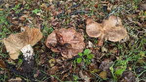  ( - FDS-CA-01776)  @11 [ ] c (2024) Michelle C. Torres-Grant Fungal Diversity Survey