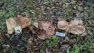  ( - FDS-CA-01776)  @11 [ ] c (2024) Michelle C. Torres-Grant Fungal Diversity Survey