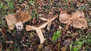  ( - FDS-CA-01776)  @11 [ ] c (2024) Michelle C. Torres-Grant Fungal Diversity Survey