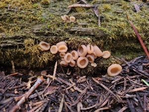  ( - FDS-CA-03516)  @11 [ ] by-nc (2024) Fresno Mycology Society Fungal Diversity Survey