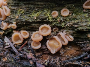 ( - FDS-CA-03516)  @11 [ ] by-nc (2024) Fresno Mycology Society Fungal Diversity Survey