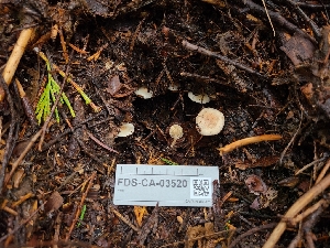  (Ripartites - FDS-CA-03520)  @11 [ ] by-nc (2024) Fresno Mycology Society Fungal Diversity Survey