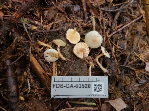  ( - FDS-CA-03520)  @11 [ ] by-nc (2024) Fresno Mycology Society Fungal Diversity Survey
