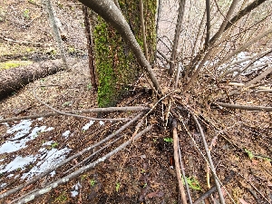  ( - FDS-CA-03520)  @11 [ ] by-nc (2024) Fresno Mycology Society Fungal Diversity Survey