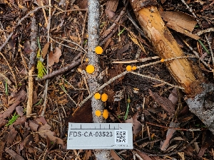  ( - FDS-CA-03523)  @11 [ ] by-nc (2024) Fresno Mycology Society Fungal Diversity Survey