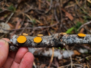  ( - FDS-CA-03523)  @11 [ ] by-nc (2024) Fresno Mycology Society Fungal Diversity Survey