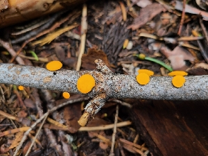  ( - FDS-CA-03523)  @11 [ ] by-nc (2024) Fresno Mycology Society Fungal Diversity Survey