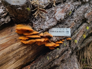 ( - FDS-CA-03524)  @11 [ ] by-nc (2024) Fresno Mycology Society Fungal Diversity Survey