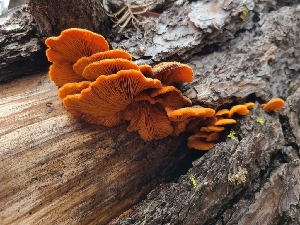  ( - FDS-CA-03524)  @11 [ ] by-nc (2024) Fresno Mycology Society Fungal Diversity Survey