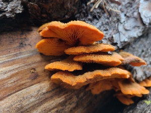  ( - FDS-CA-03524)  @11 [ ] by-nc (2024) Fresno Mycology Society Fungal Diversity Survey