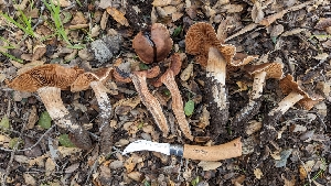  (Cortinarius sp. CA05 - FDS-CA-01791)  @11 [ ] c (2024) Michelle C. Torres-Grant Fungal Diversity Survey