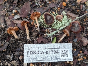  (Cortinarius sp. Harrower136 - FDS-CA-01794)  @11 [ ] c (2024) Michelle C. Torres-Grant Fungal Diversity Survey