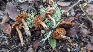  ( - FDS-CA-01794)  @11 [ ] c (2024) Michelle C. Torres-Grant Fungal Diversity Survey