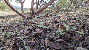  ( - FDS-CA-01794)  @11 [ ] c (2024) Michelle C. Torres-Grant Fungal Diversity Survey