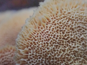  ( - HAY-F-006347)  @11 [ ] by (2023) Mandy Hackney Fungal Diversity Survey