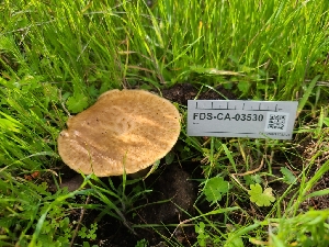  ( - FDS-CA-03530)  @11 [ ] by-nc (2024) Fresno Mycology Society Fungal Diversity Survey