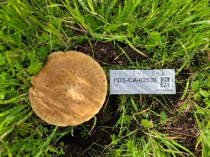  ( - FDS-CA-03530)  @11 [ ] by-nc (2024) Fresno Mycology Society Fungal Diversity Survey