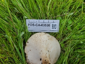  ( - FDS-CA-03530)  @11 [ ] by-nc (2024) Fresno Mycology Society Fungal Diversity Survey