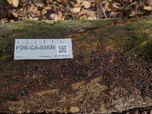 (Resupinatus sp. striatulus-CA01 - FDS-CA-03526)  @11 [ ] by-nc (2024) Fresno Mycology Society Fungal Diversity Survey