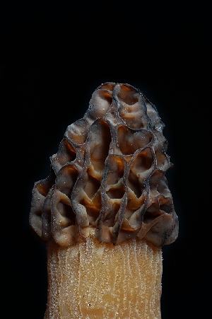  (Morchella brunnea - FDS-CA-03528)  @11 [ ] by-nc (2024) Fresno Mycology Society Fungal Diversity Survey