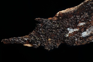  ( - FDS-CA-03526)  @11 [ ] by-nc (2024) Fresno Mycology Society Fungal Diversity Survey