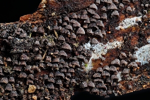  ( - FDS-CA-03526)  @11 [ ] by-nc (2024) Fresno Mycology Society Fungal Diversity Survey
