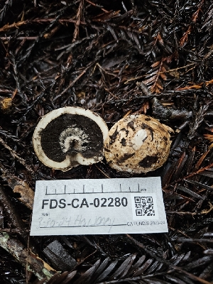  (Geastrum fuscoglebum - FDS-CA-02280)  @11 [ ] by (2024) Mandy Hackney Fungal Diversity Survey