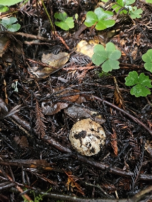  ( - FDS-CA-02280)  @11 [ ] by (2024) Mandy Hackney Fungal Diversity Survey