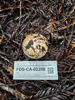  ( - FDS-CA-02280)  @11 [ ] by (2024) Mandy Hackney Fungal Diversity Survey