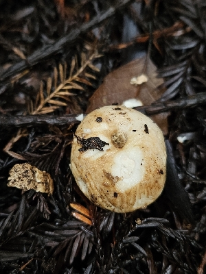  ( - FDS-CA-02274)  @11 [ ] by (2024) Mandy Hackney Fungal Diversity Survey
