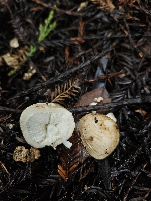  ( - FDS-CA-02274)  @11 [ ] by (2024) Mandy Hackney Fungal Diversity Survey