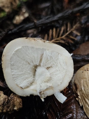  ( - FDS-CA-02274)  @11 [ ] by (2024) Mandy Hackney Fungal Diversity Survey