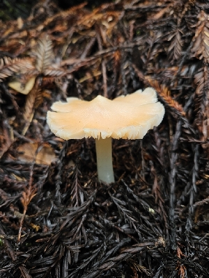  ( - FDS-CA-02284)  @11 [ ] by (2024) Mandy Hackney Fungal Diversity Survey