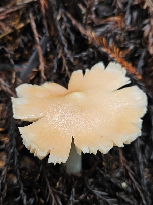  ( - FDS-CA-02284)  @11 [ ] by (2024) Mandy Hackney Fungal Diversity Survey