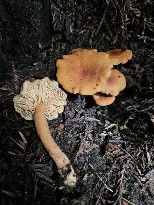  ( - FDS-CA-02285)  @11 [ ] by (2024) Mandy Hackney Fungal Diversity Survey