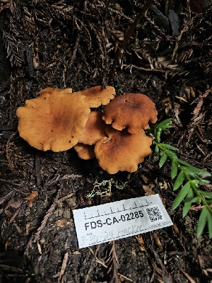  ( - FDS-CA-02285)  @11 [ ] by (2024) Mandy Hackney Fungal Diversity Survey