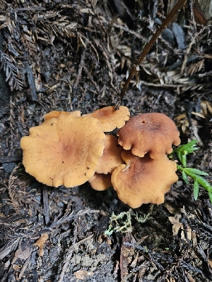  ( - FDS-CA-02285)  @11 [ ] by (2024) Mandy Hackney Fungal Diversity Survey