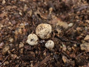  ( - FDS-CA-03533)  @11 [ ] by-nc (2024) Fresno Mycology Society Fungal Diversity Survey