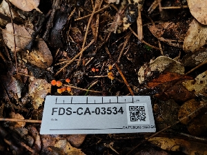  ( - FDS-CA-03534)  @11 [ ] by-nc (2024) Fresno Mycology Society Fungal Diversity Survey