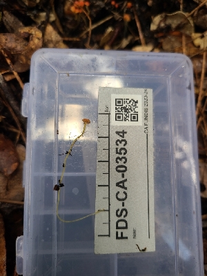  ( - FDS-CA-03534)  @11 [ ] by-nc (2024) Fresno Mycology Society Fungal Diversity Survey