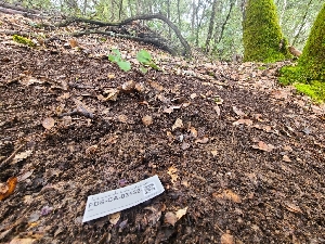  ( - FDS-CA-03533)  @11 [ ] by-nc (2024) Fresno Mycology Society Fungal Diversity Survey
