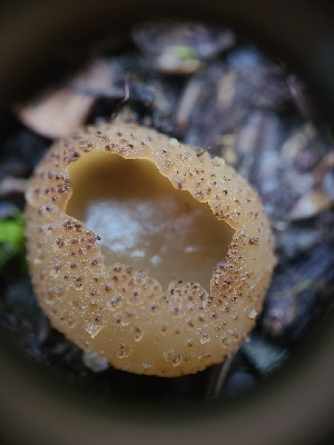  ( - FDS-CA-03535)  @11 [ ] by-nc (2024) Fresno Mycology Society Fungal Diversity Survey