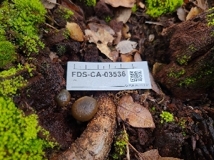  (Callistosporium sp. CA01 - FDS-CA-03536)  @11 [ ] by-nc (2024) Fresno Mycology Society Fungal Diversity Survey