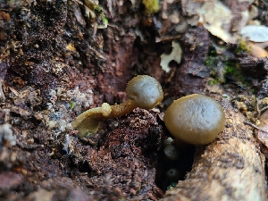  ( - FDS-CA-03536)  @11 [ ] by-nc (2024) Fresno Mycology Society Fungal Diversity Survey