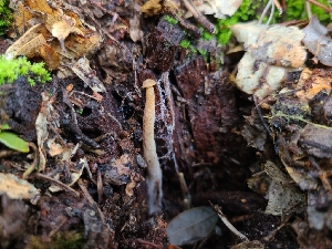  ( - FDS-CA-03536)  @11 [ ] by-nc (2024) Fresno Mycology Society Fungal Diversity Survey